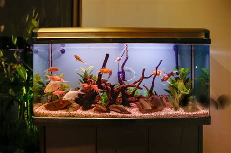 best aquariums for beginners.
